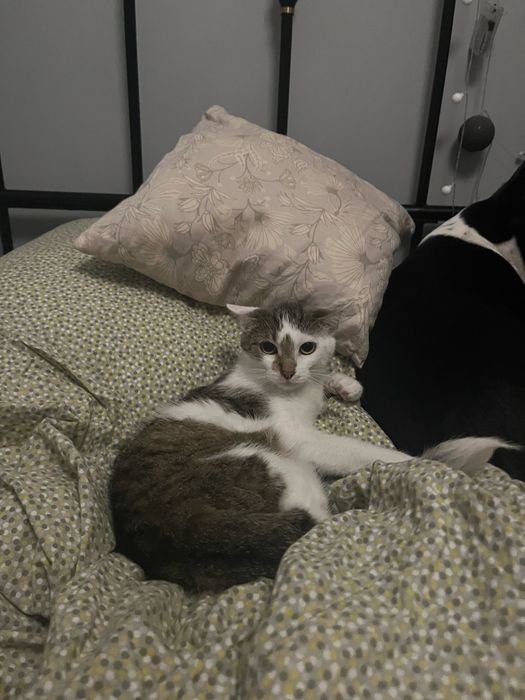 Kociak Tatron szuka swojego domu 2 letni