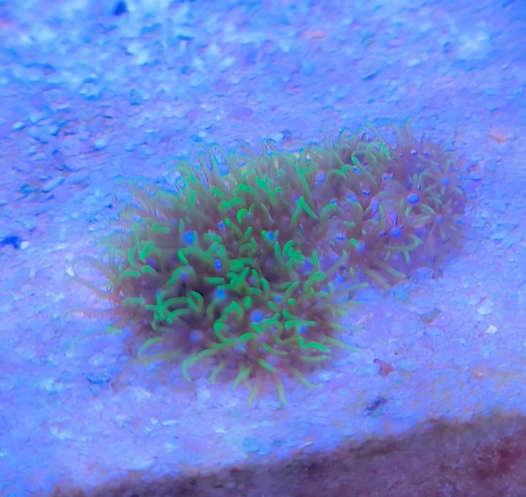 Coral soft GSP, valor da muda