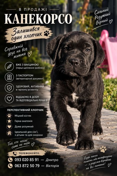 Продам щенят  Кане Корсо