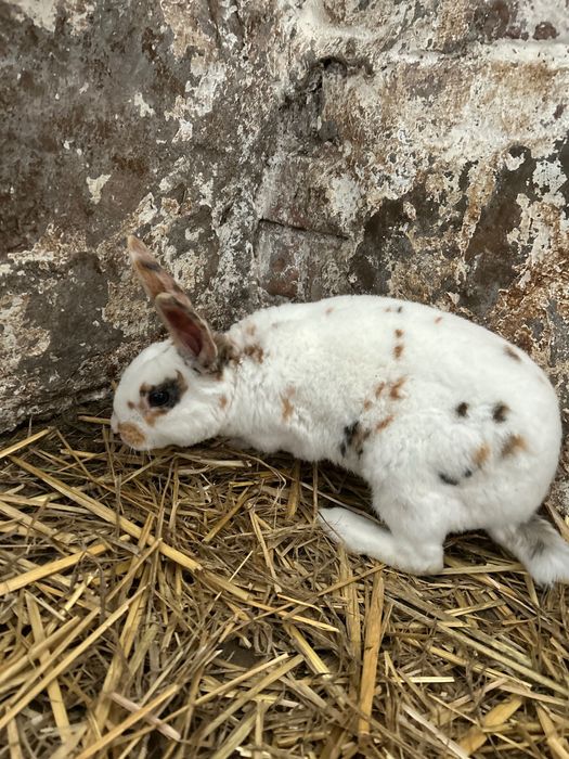 Samiec Rex trójbarwny