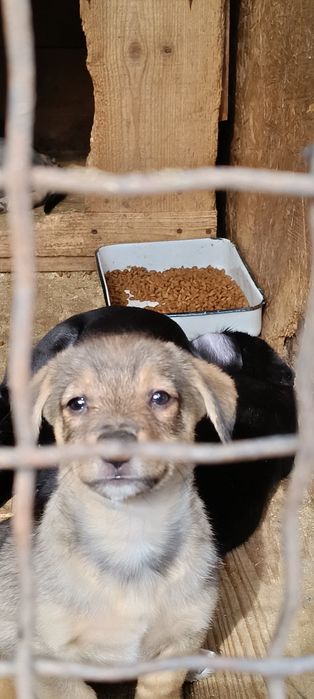 маленькі цуценята