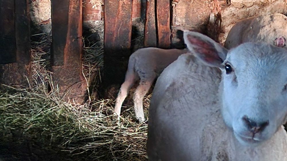Borregos Texel Cruzados – Prontos para Criar ou Carne de Excelência