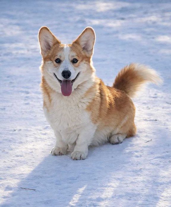 Чарівний хлопчик вельш коргі пемброк. Документи КСУ.
