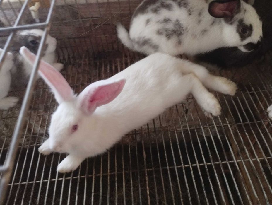 Coelhos (grandes, médio e pequeno) boa qualidade