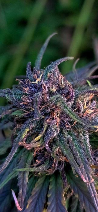 Susz konopny CBD CBG 100% Polska uprawa Naturalny!