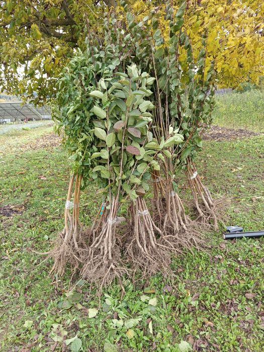Продам саджанці плодових дерев Персики Абрикоси черешні сливи вишні є