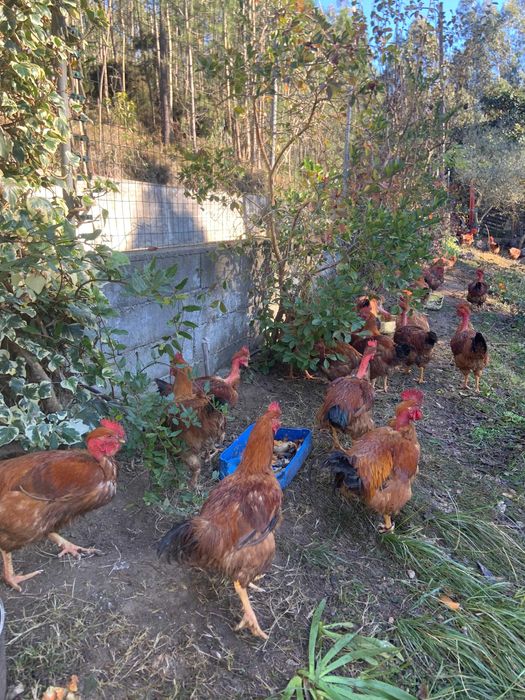 Galos Caseiros, criados em ambiente natural.