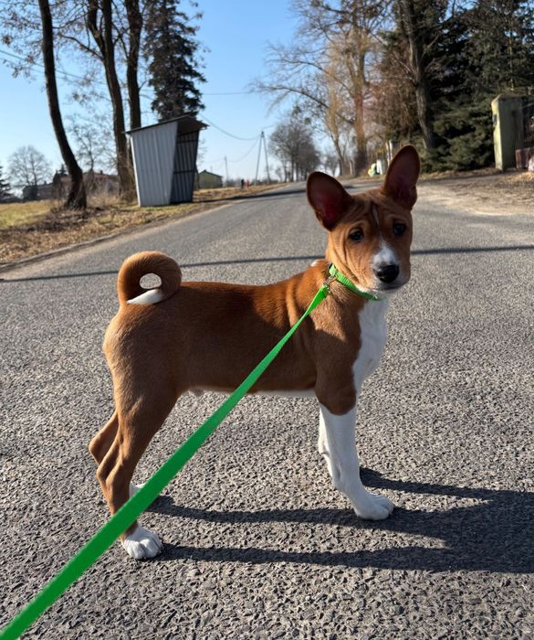 Piesek Basenji FCI