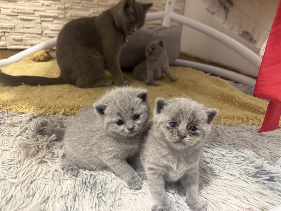 Продам котят британцев