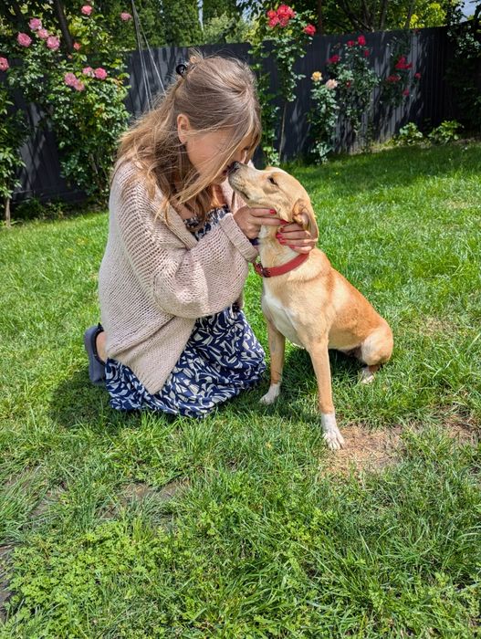 Собачка Лілі шукає дім