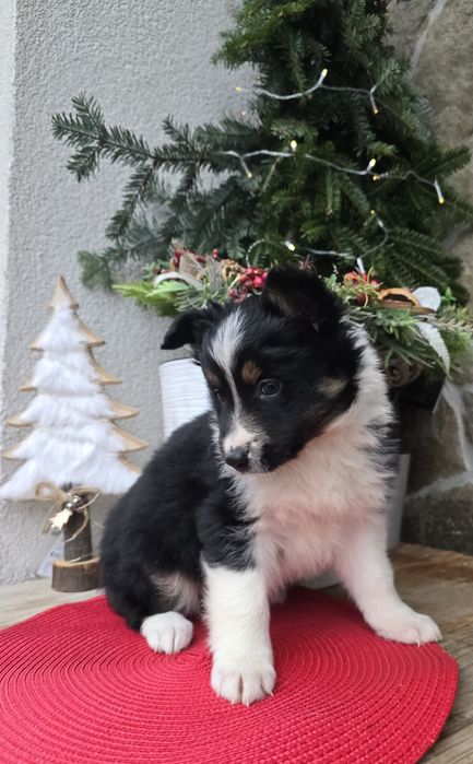 Border Collie piesek TRICOLOR