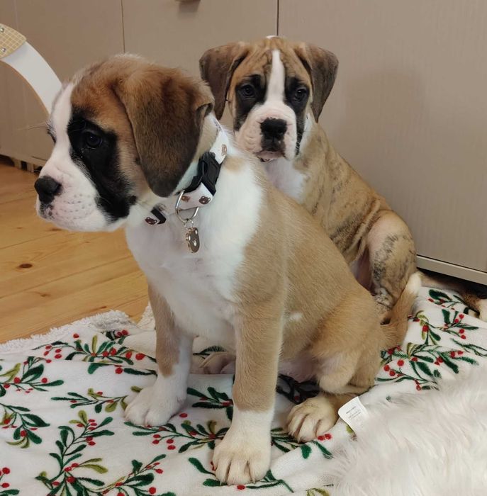 Bokser gotowe do odbioru