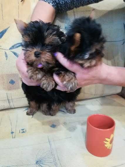 Йорки, що підкорюють серця – чарівні малюки для щасливої сім’ї