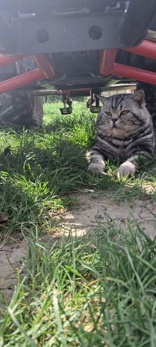 В'язка. Шотландець прямовухий мармур.