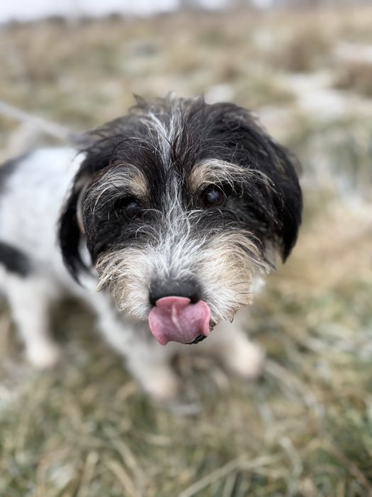 Seniorek Mecenas szuka domku