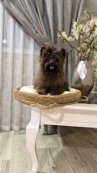 Девочка мальтипу мини 1 кг.