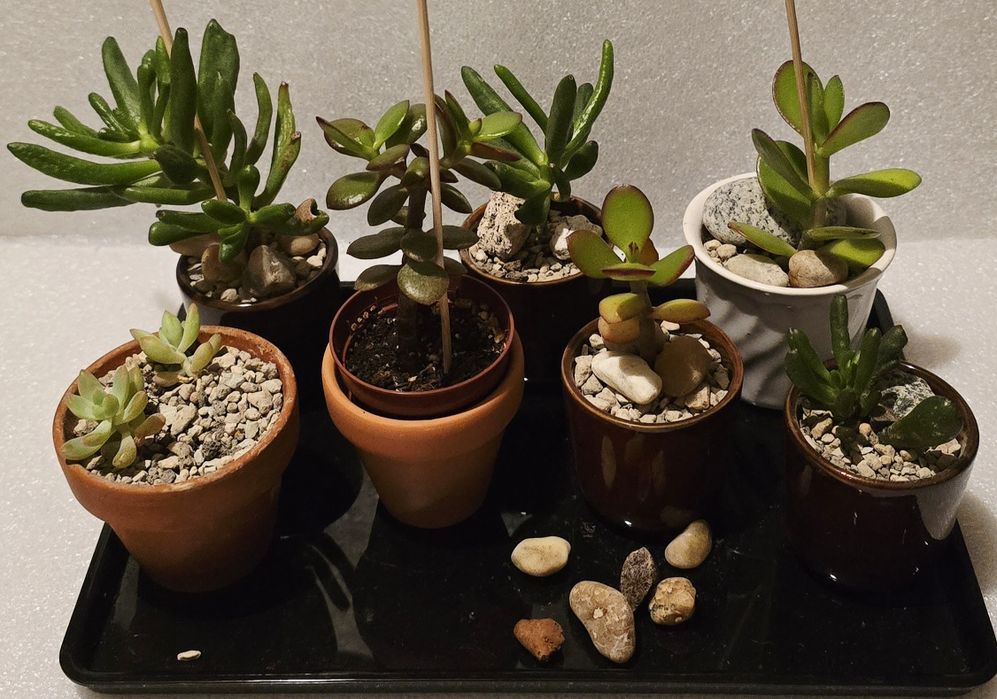 Grubosz crassula hobbit ucho Shreka bonsai
