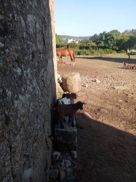 Cabritinhos de raça anã com pais á vista e seus descendentes