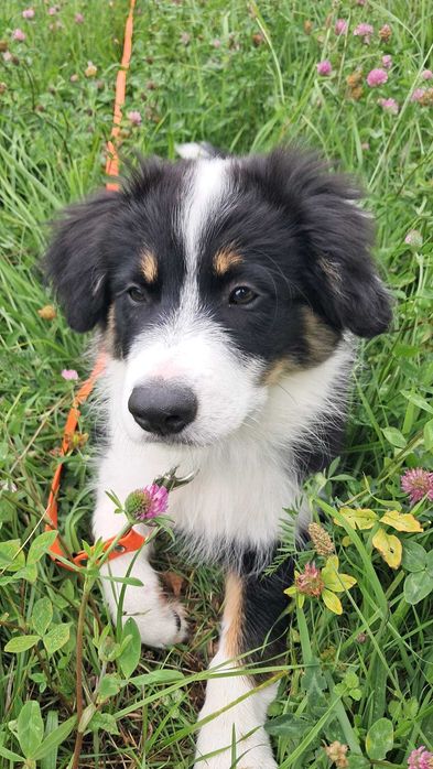Border Collie - piesek BAGI - z hodowli NEGRESSE