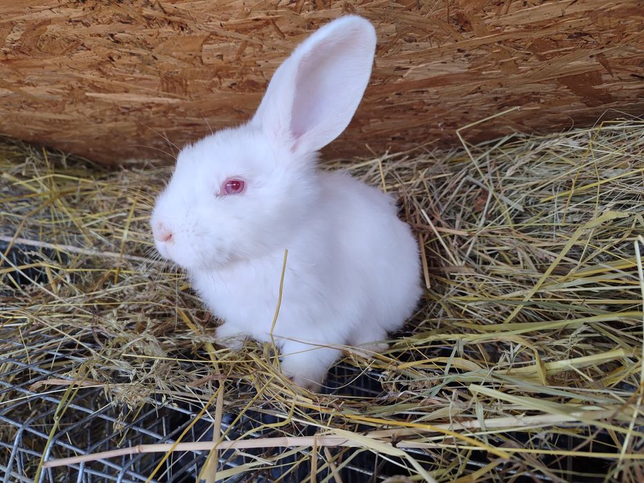 Продаємо кроленят вік від 1.5 міс