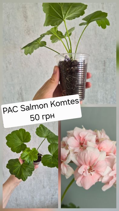 Сортова пеларгонія