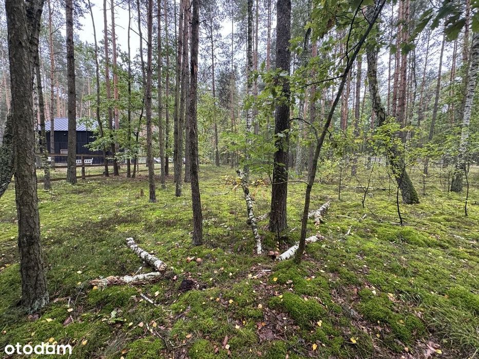 Twoje prywatne grzyby Działka 1993 m² Nowy Adamów