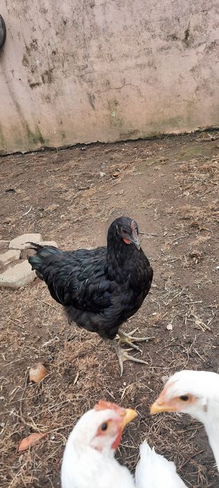Galos Jersey Gigante Negro 3/4 meses