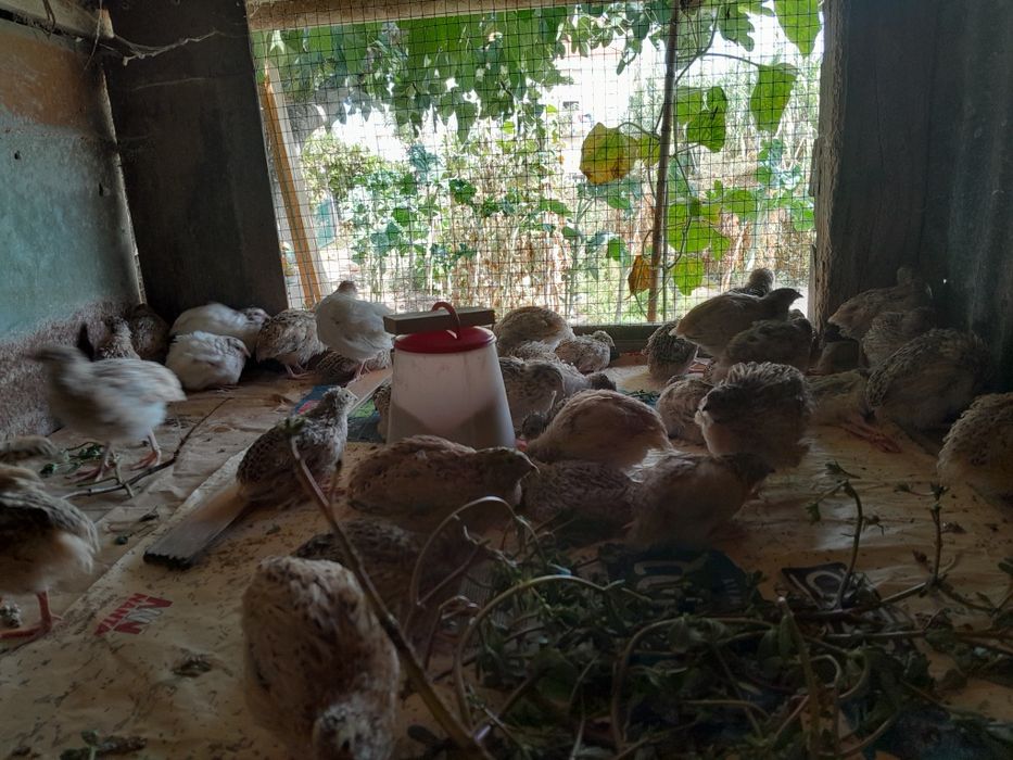 Coordonizes a por ovos