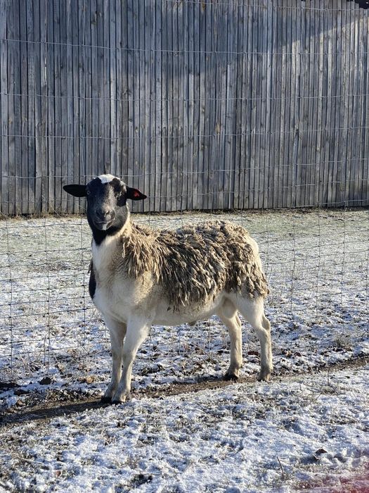 Продам молодого баранчика породи Дорпер 75%