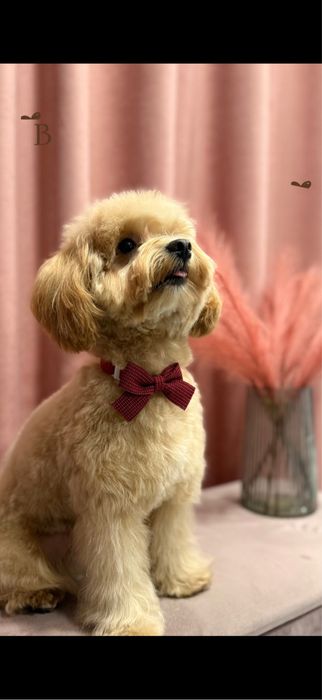 Грумінг у Винниках