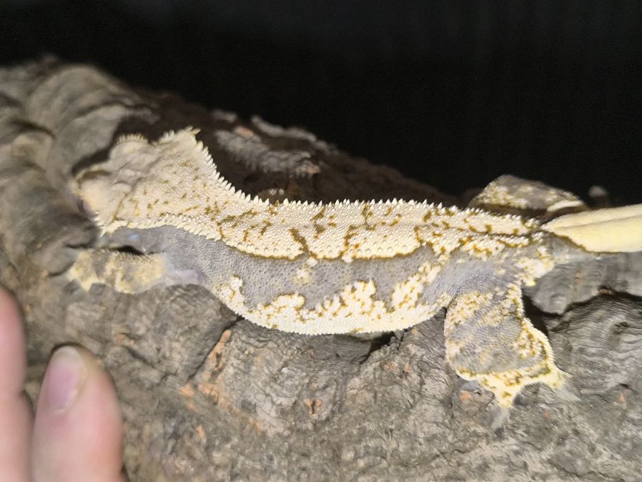 Gekon orzęsiony extreme harlequin samica