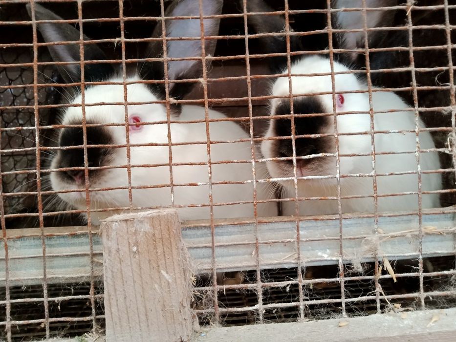 Кролики каліфорнійські(самиці, самці,пари, кроленята))