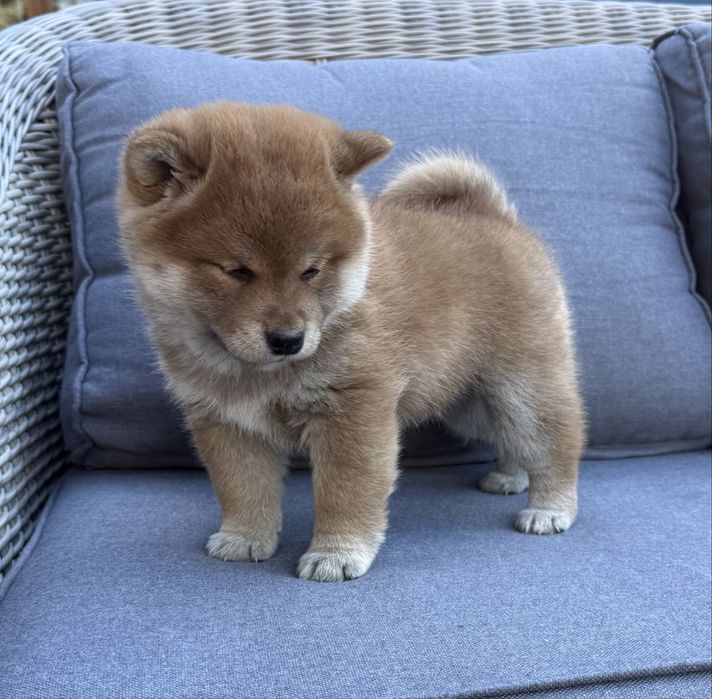 Szczeniaczki shiba Inu FCI