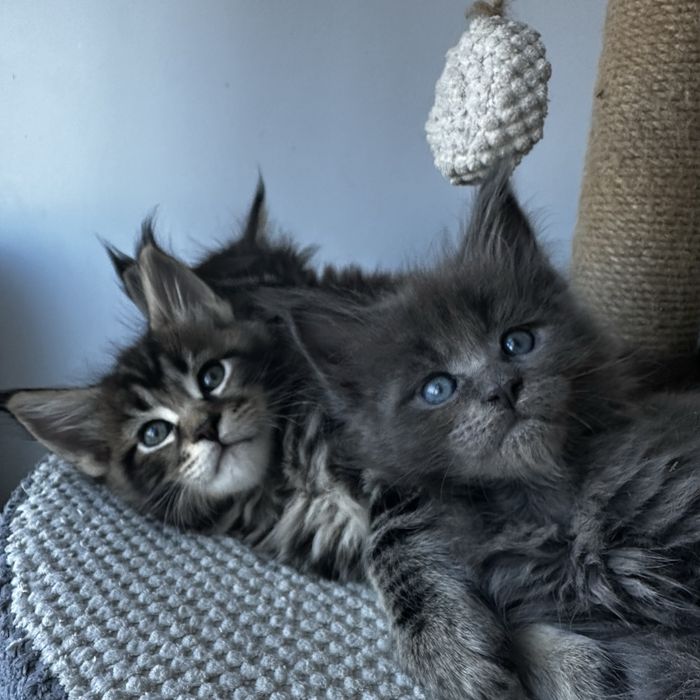 Котята Мейн кун из проф питомника