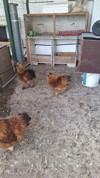 Sedosas do Japão - Machos