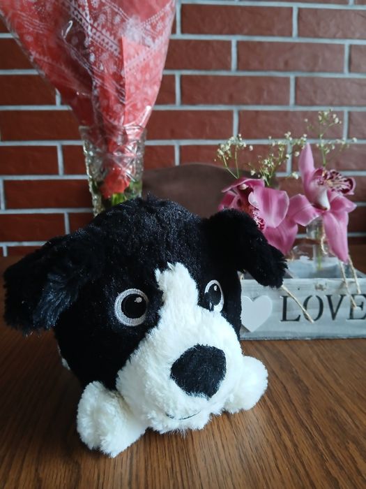 Piesek gang fajniaków