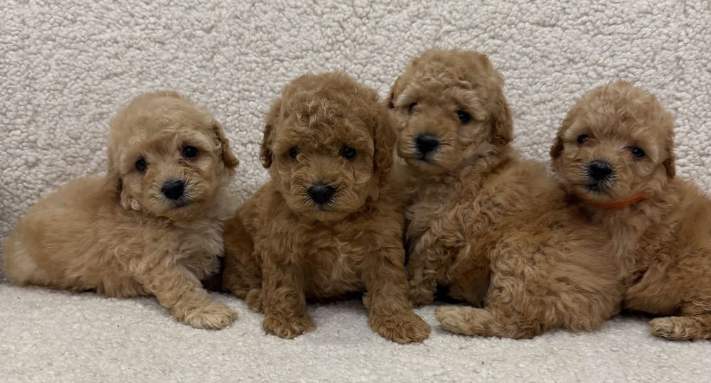 Четыре братишки той пудель!