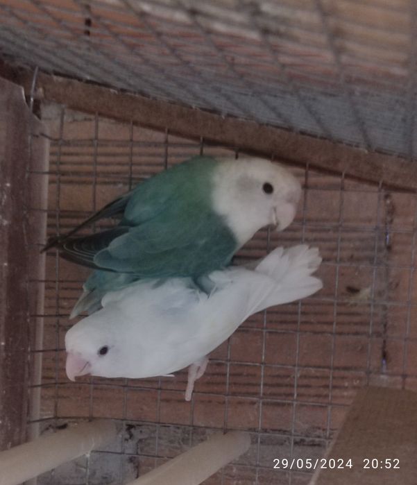 Agapornis Roseicoles e Kakarikis