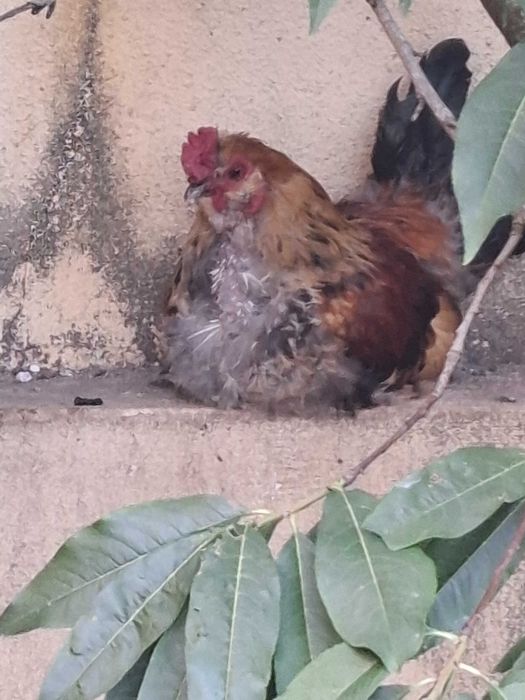 Galos para adopção