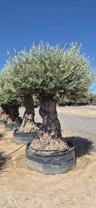 Drzewo oliwne. Yucca rostrata.  Trachycarpus fortunei
