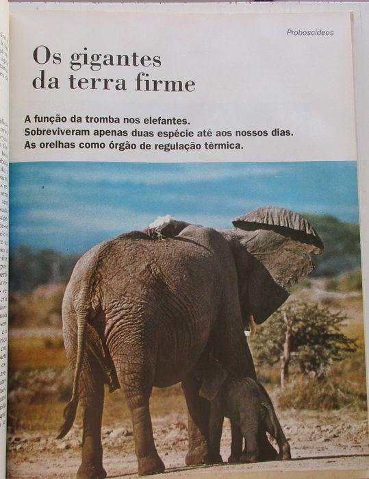 Os Animais - - - - - - - - Enciclopédia