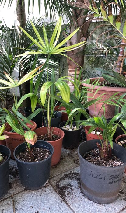 Palmeiras pequenas e juvenis, agaves e bromélias