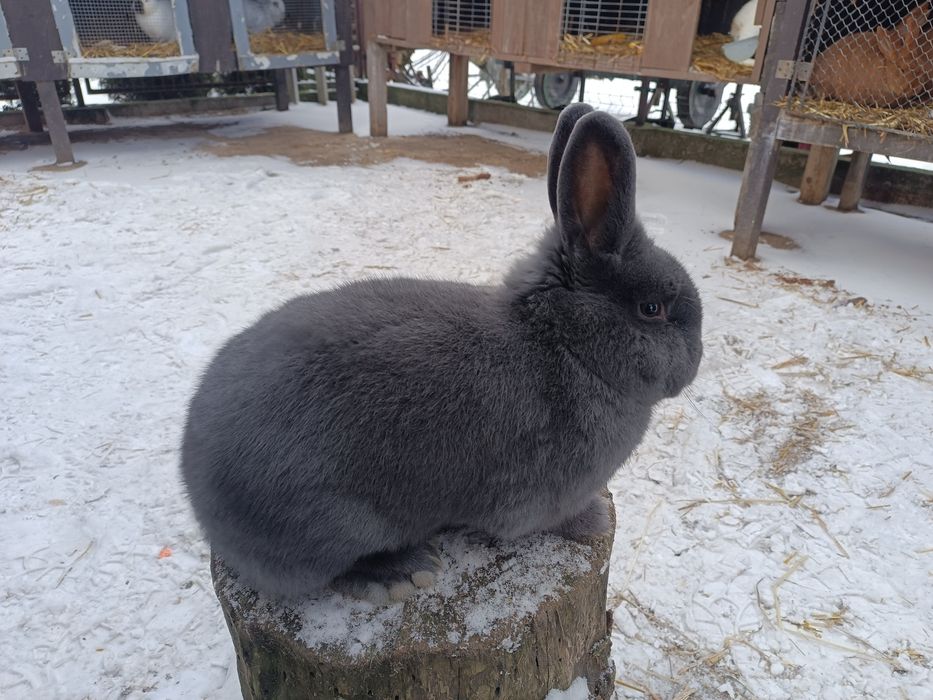 Króliki Wiedeńskie Niebieskie