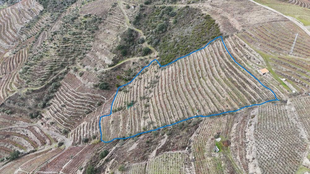 Vende-se terreno agrícola com vinha e Oliveiras
