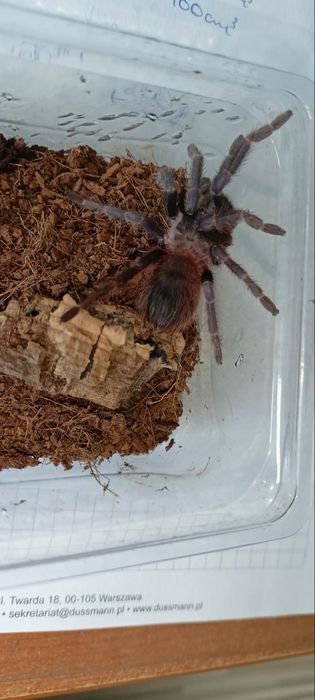 Lasiocyano sazimai 3dvc, kolekcja ptaszników
