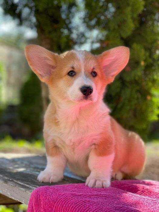 Игривые девчонки и мальчики корги пемброк