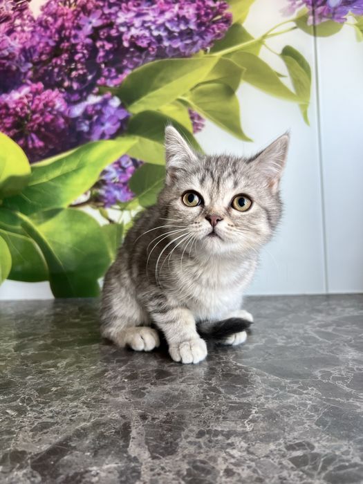 Лялькова киця кошеня шотландська прямовуха дівчинка scottish straight