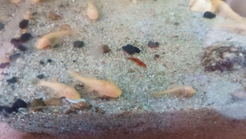 Glonojady (Ancitrus albino )