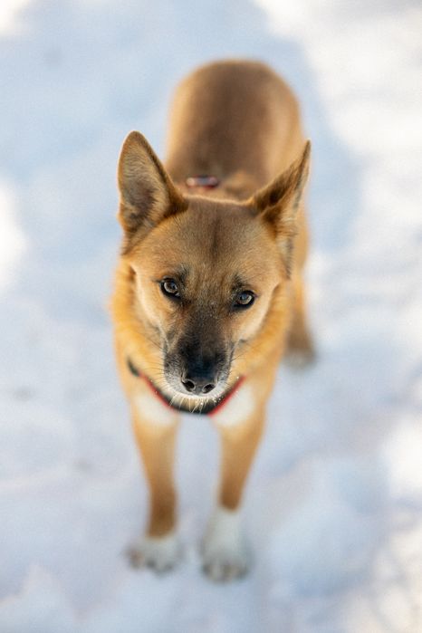 Рудий песик Джинджер шукає дім
