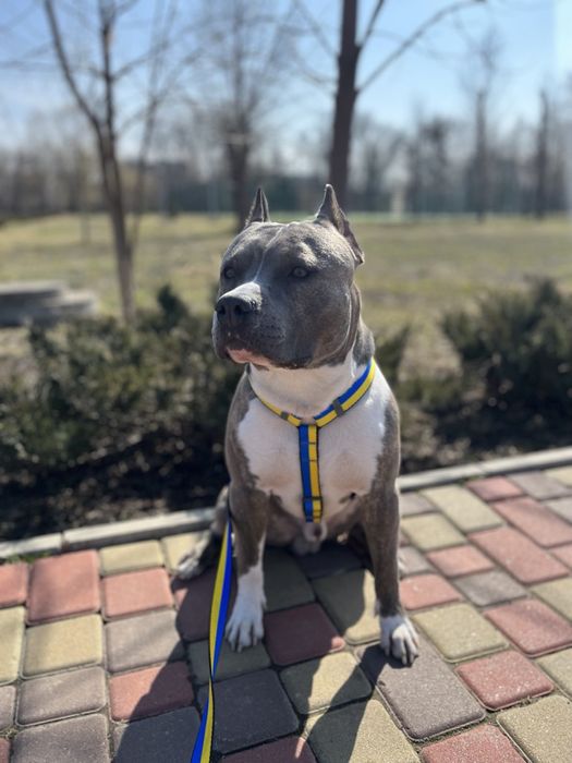 Предлагаем кабеля для вязки,Американский Стафордширский терьер